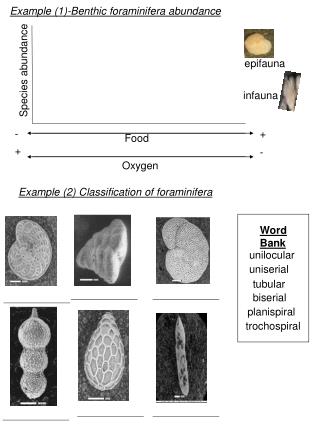 Example (2) Classification of foraminifera