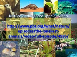 nature endangered species video