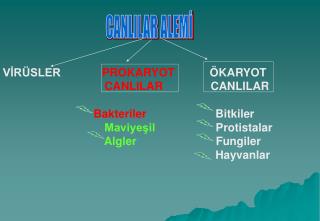 VİRÜSLER PROKARYOT ÖKARYOT CANLILAR CANLILAR