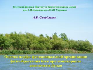 Одесский филиал Института биологии южных морей им. А.О.Ковалевского НАН Украины А.В. Самойленко