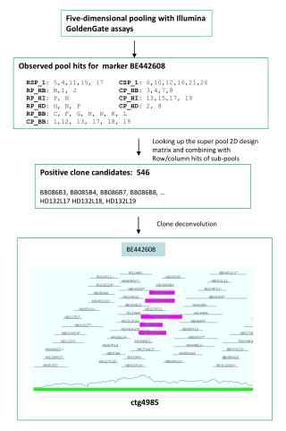 Observed pool hits for marker BE442608 RSP_1: 5,4,11,15, 17 CSP_1: 6,10,12,16,21,26