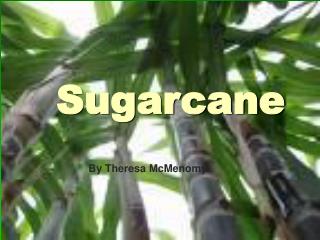 Sugarcane