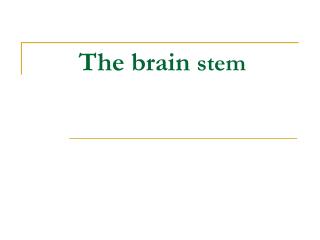 The brain stem