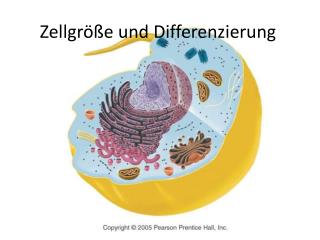Zellgröße und Differenzierung