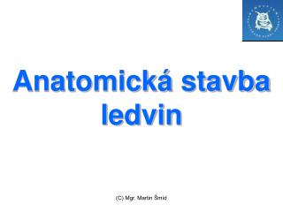 Anatomická stavba ledvin