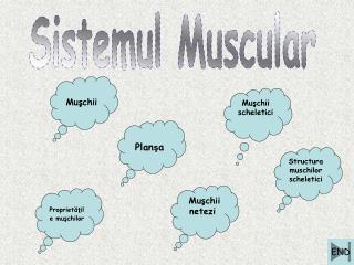 Sistemul Muscular