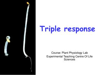 Triple response