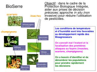 thrips Photo : Inra (Brun)