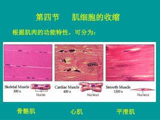 第四节 肌细胞的收缩