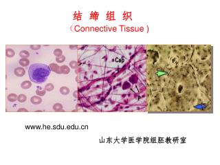 结 缔 组 织 （ Connective Tissue )