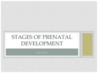 Stages of Prenatal Development