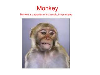 Monkey