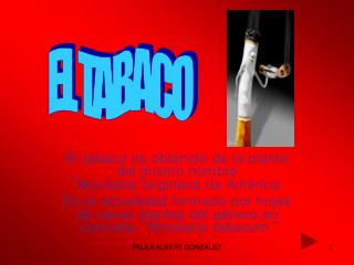 El tabaco es obtenido de la planta del mismo nombre “ Nicotiana” originaria de América.