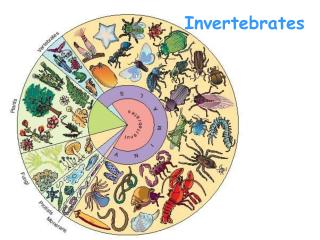 Invertebrates