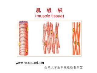 肌 组 织 ( muscle tissue)