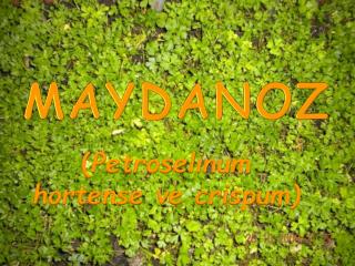 MAYDANOZ