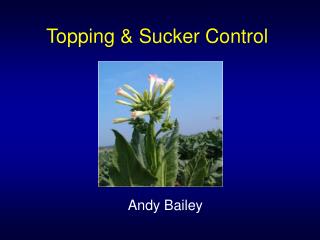 Topping & Sucker Control