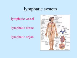 lymphatic system