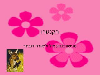 הקנגורו