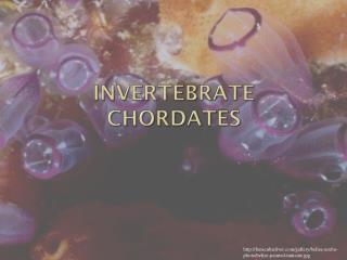 Invertebrate Chordates