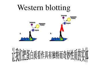 让我们把蛋白质看作具有独特而奇妙性质的实体