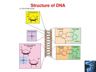 Structure of DNA