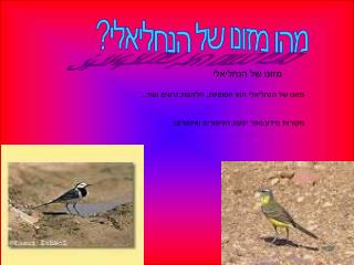 מהו מזונו של הנחליאלי?