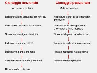 Clonaggio funzionale Clonaggio posizionale