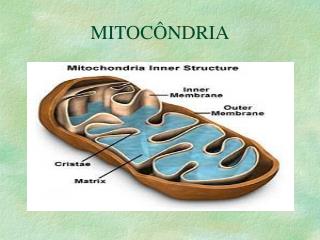 MITOCÔNDRIA