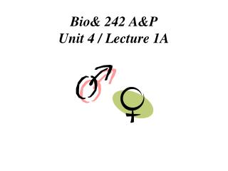 Bio& 242 A&P Unit 4 / Lecture 1A