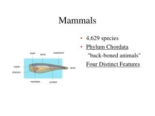 Mammals