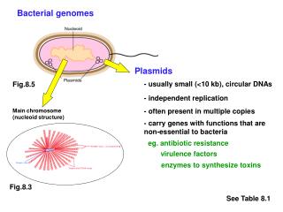 Bacterial genomes