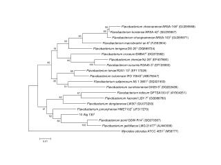 Flavobacterium cheonanense ARSA-108 T (GU295968)