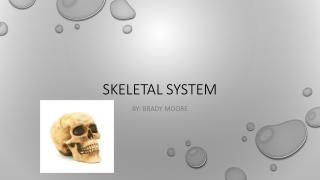 Skeletal system