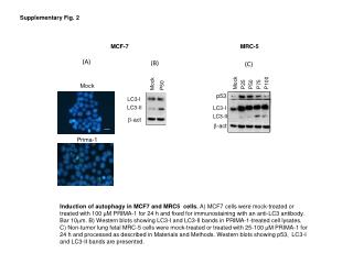 MRC-5