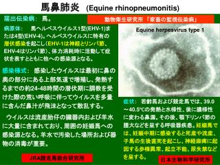 馬鼻肺炎 (Equine rhinopneumonitis)