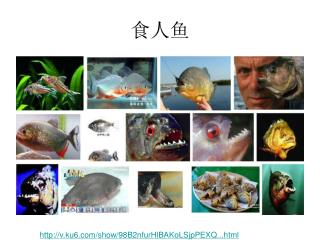 食人鱼