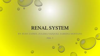 Renal system