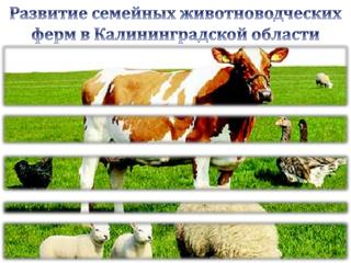 Развитие семейных животноводческих ферм в Калининградской области