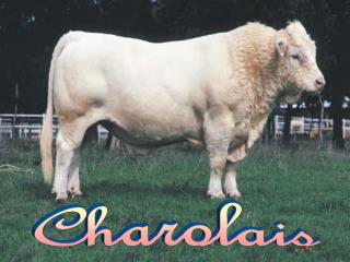 Charolais