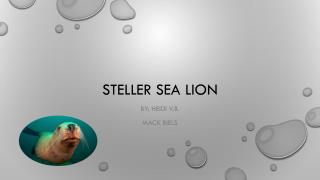 Steller Sea Lion