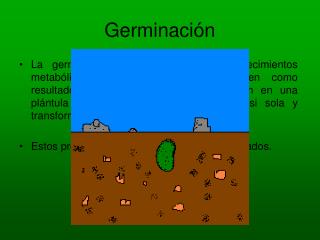 Germinación