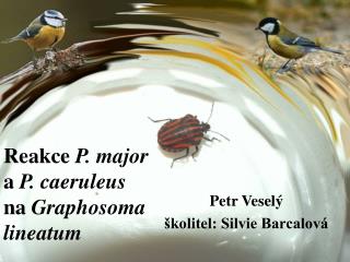 Reakce P. major a P. caeruleus na Graphosoma lineatum