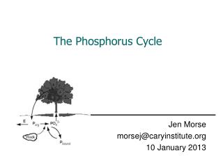 The Phosphorus Cycle