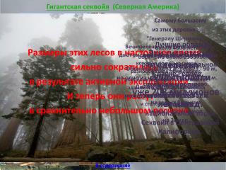 Гигантская секвойя (Северная Америка)