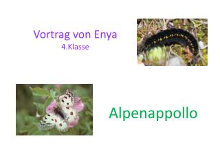 Vortrag von Enya 4.Klasse