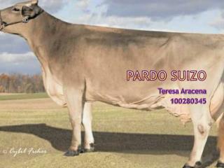 Pardo Suizo