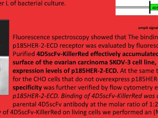 Targeting cancer cells by using an photoimmunosensitizer - 4D5scFv-KillerRed Kamil Tomaszewski