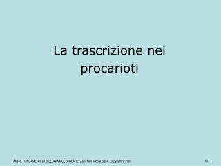 La trascrizione nei procarioti