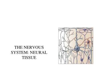 THE NERVOUS SYSTEM: NEURAL TISSUE